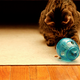 Foto: Purina